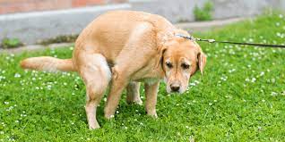 Understanding Constipation in Dogs: Causes and Treatment
