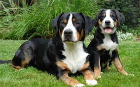 Discover the Greater Swiss Mountain Dog: All You Need to Know