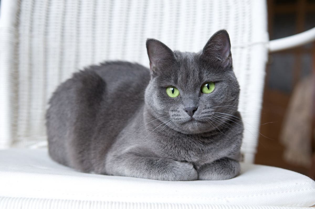 Unveiling the Timeless Elegance of the Russian Blue Cat