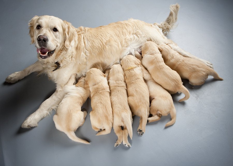 Understanding Dog Pregnancy: Signs and Gestation Period