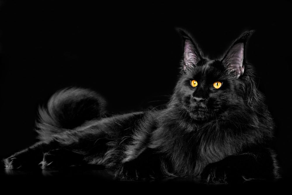 10 Beautiful Black Cat Breeds That Will Steal Your Heart