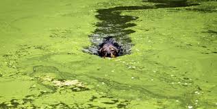 Beware of Blue-Green Algae: Protecting Your Pooch