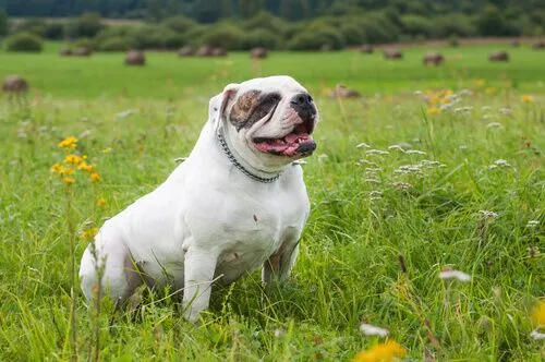 American Bulldog: A Lovable Lug with a Heart of Gold