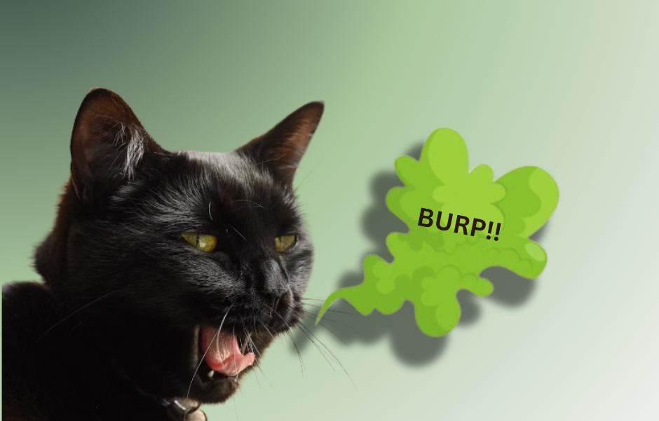 Unveiling the Mystery: Do Cats Burp?