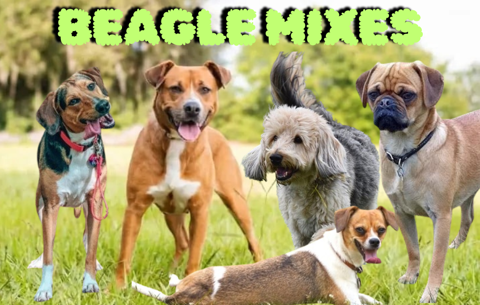 Discover 12 Popular Beagle Mixes: A Guide with Pictures & Details
