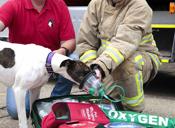 The Scoop on Carbon Monoxide Poisoning in Dogs