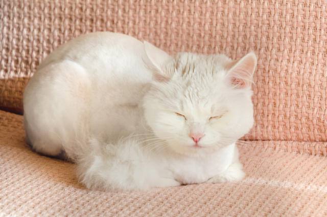 Why Cats Loaf: A Guide to the Beloved Pose