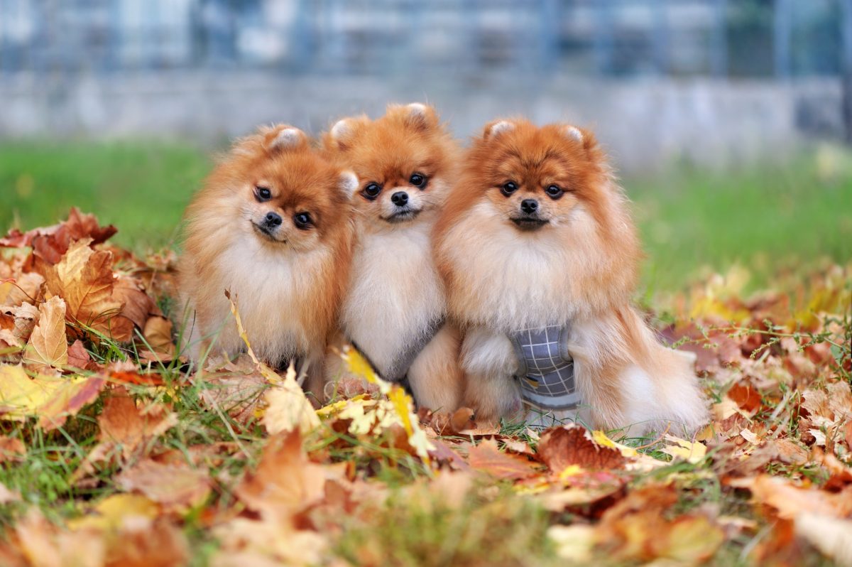 Top 10 Cutest Dog Breeds That Will Melt Your Heart
