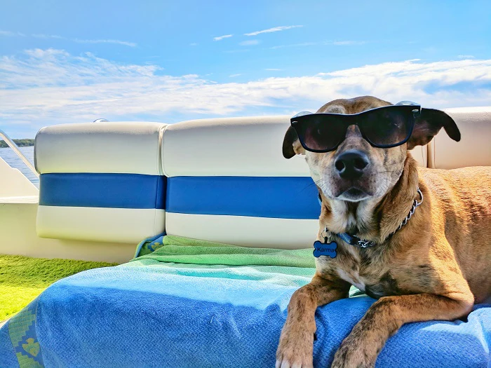 Beat the Heat with These Canine Sun Seekers!