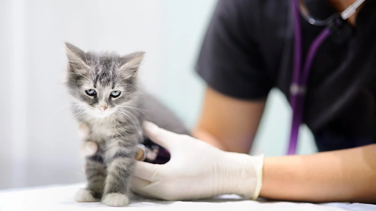 Kitten Parasites: A Guide for Curious Cat Parents