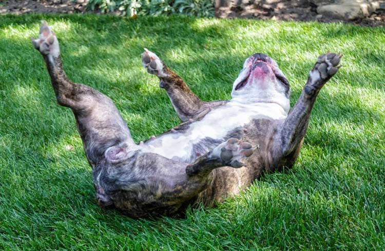 Play Dead: A Guide to Turning Your Pup into a Dramatic Performer
