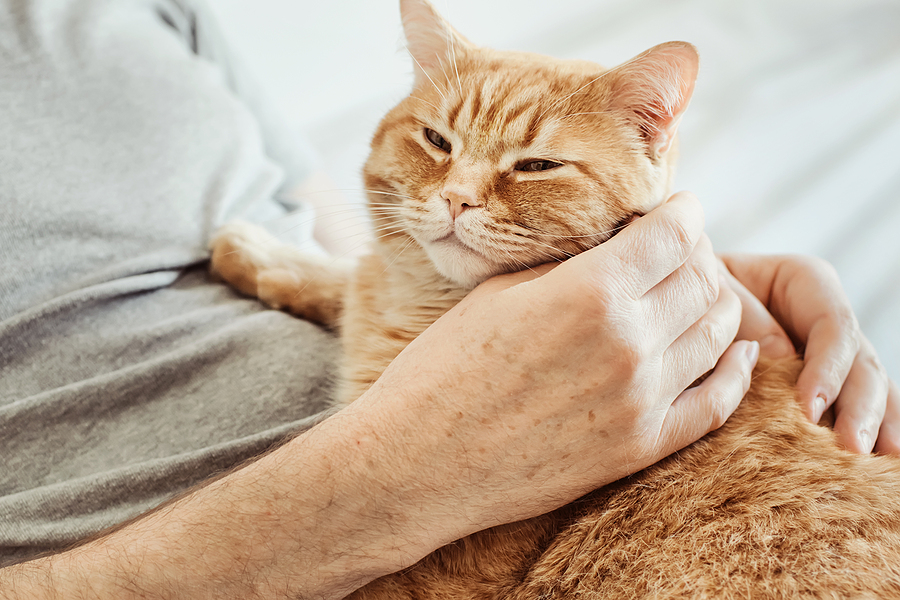 Close-up of a contented cat purring, eyes half-closed, emitting soft vibrations, symbolizing feline happiness and relaxation.