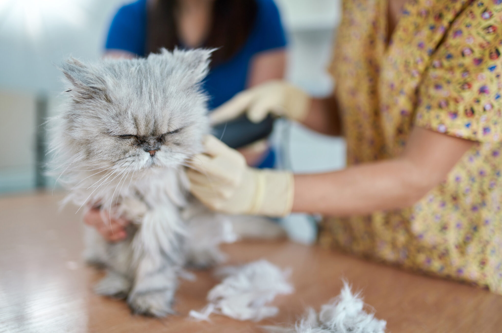 Understanding Cat Hair Loss: Causes and Solutions