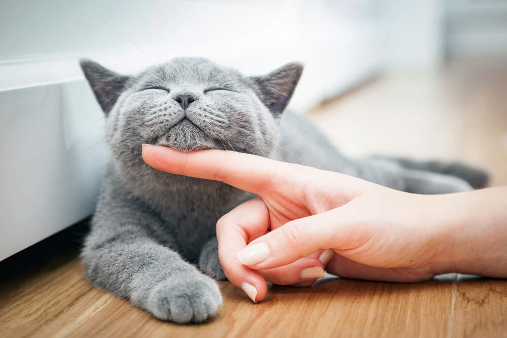 Decoding Cat Purring: What’s Behind Your Feline’s Rumbles?