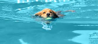 Do All Dogs Like Swimming? The Truth Behind Canine Aquatics
