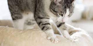 Understanding Cat Kneading: 5 Fascinating Facts