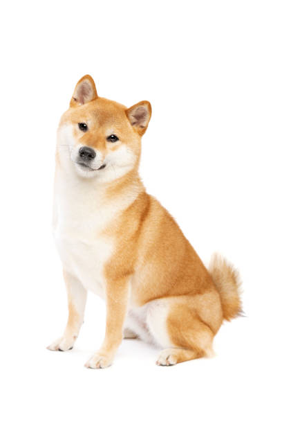 Collage of Japanese dog breeds: Shiba Inu
