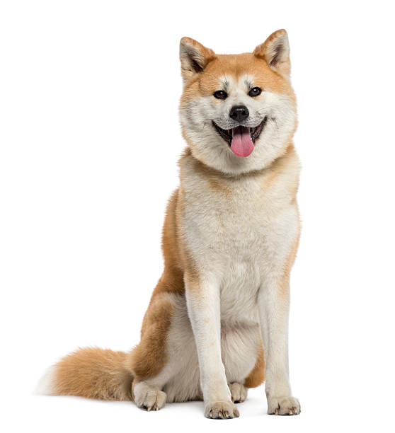 Collage of Japanese dog breeds: Akita,